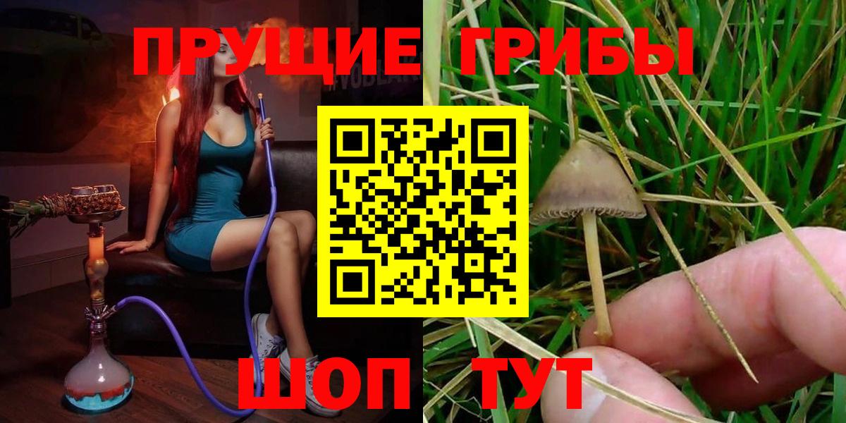 Богданович  Галлюциногенные грибы прущие грибы  наркота  Вход с VPN 
